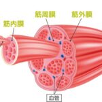 筋トレで痩せる仕組み – 体の中の見えない変化を大解剖